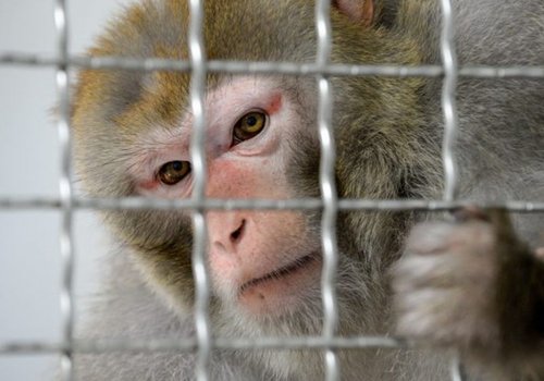 У приматов обнаружены антитела после заражения Covid-19